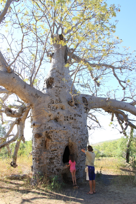 20. Prison Boab Tree Seeingoz